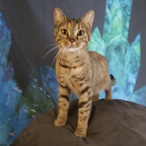 kitbear23